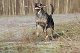 CATAHOULA 043